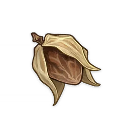 Shriveled Seed